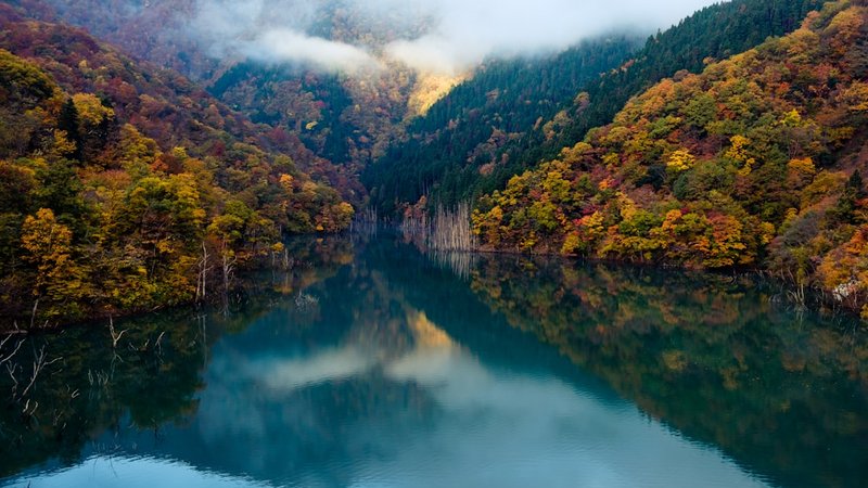 琵琶湖の水郷をイメージした写真